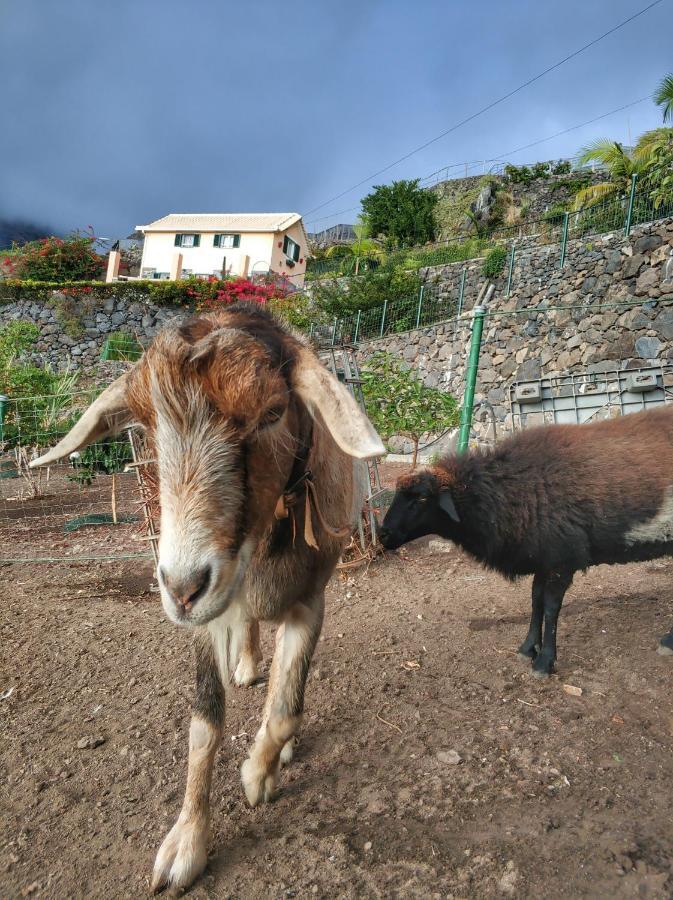 Villa Quinta Terezinha Ribeira Brava Esterno foto