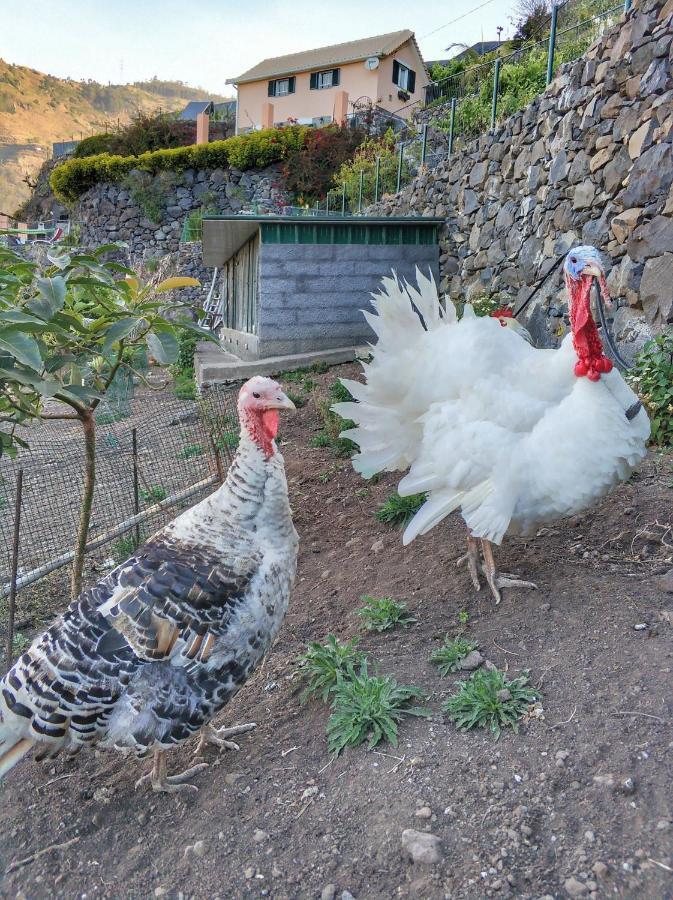 Villa Quinta Terezinha Ribeira Brava Esterno foto